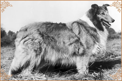 Anmut von der Rexer Mark