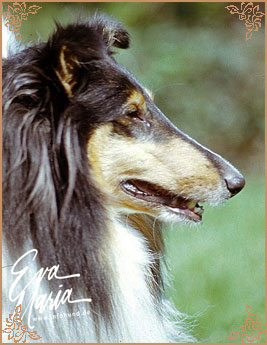 Antoc Walk In The Dark