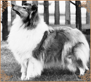 Arranbrook Sugar`N`Spice of Rixown, Crufts Winners