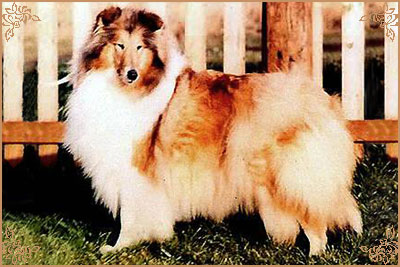 Arranbrook Sugar`N`Spice of Rixown, Crufts Winners