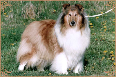 Arranbrook Sugar N`Spice at Rixown, Crufts Winners