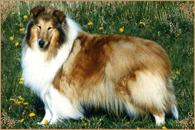 Arranbrook Sugar`N`Spice of Rixown, Crufts Winners