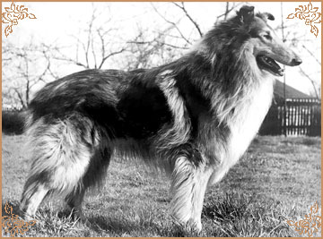 Bamberi aus dem Hexenhaus