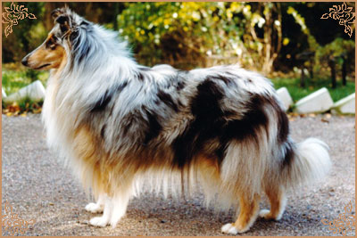 Abbestone Magic Moment