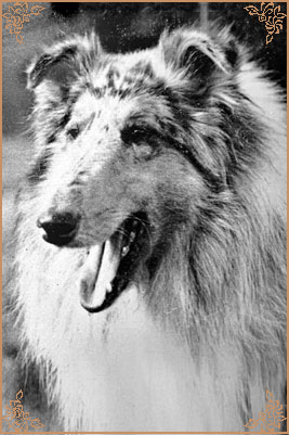 Brettonpark Tameila Blue Brigade