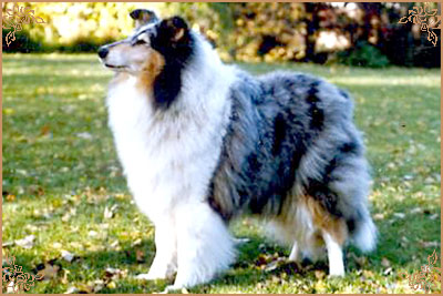 Bririch Blue Yvette, Crufts Winners