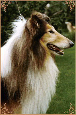 Broomhausen King Joe