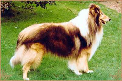 Broomhausen King Joe