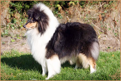 Camanna Cotton Pickerninny