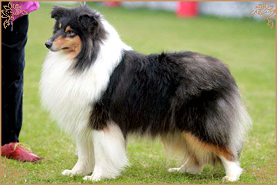 Camanna Cotton Pickerninny