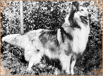 Claudia vom Heidemoor