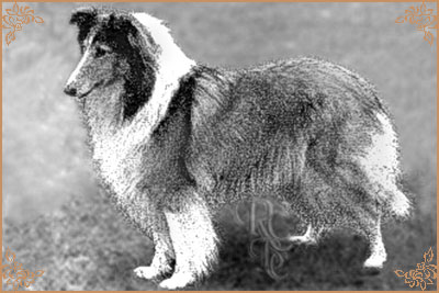 Coverdale`s Lady Shan