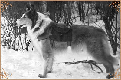 Дез-Джинна, Dez-Dzhinna