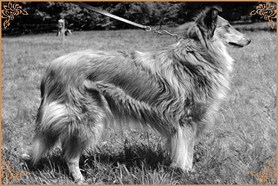 Dixie von der Bachstelze