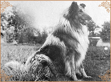 Dracon vom Grieshuus