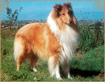 Dunsinane Detective, Crufts Winners