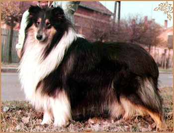 Fenyoligeti Black Artwood