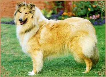 Gerian Cute`N`Cuddly