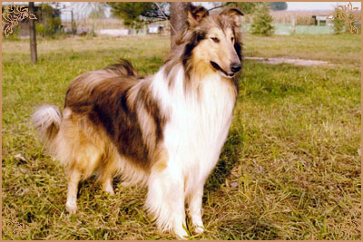 Giotto fulvo di Cambiano