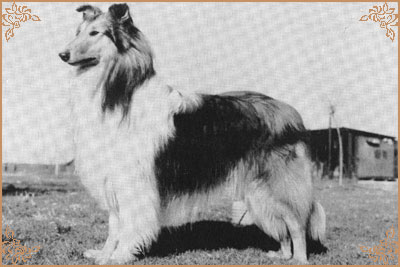 Giotto fulvo di Cambiano