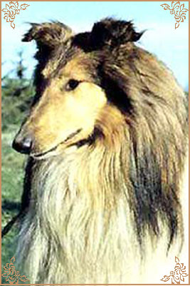 Giotto fulvo di Cambiano