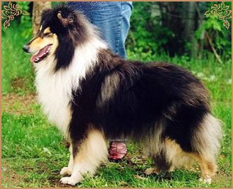 Голд Мираж Фэйритейл, Gold Mirage Fairytale