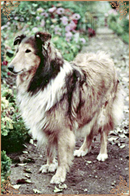 Graidy vom Reiterwappen