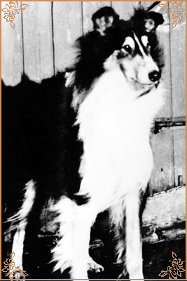 Hewburn Liquorice of Ladypark