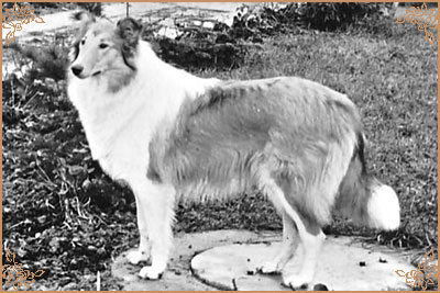 Ilona vom Eichengrund