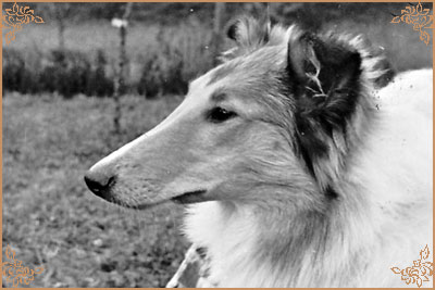 Ilona vom Eichengrund