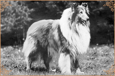 Little Joe of Tameila