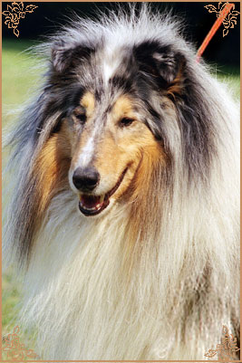 Lord-Blue Blue Night