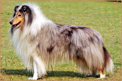 Lord-Blue Blue Night