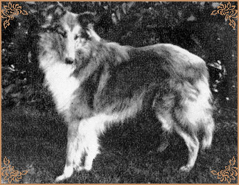 Lucky Omen of Ladypark