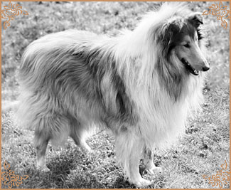 Nicky Tatranska Romanca