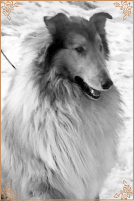 Nico aus dem Hexenhaus