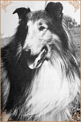 Parader`s Country Squire