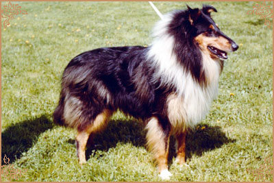 Pattingham Pitch Black