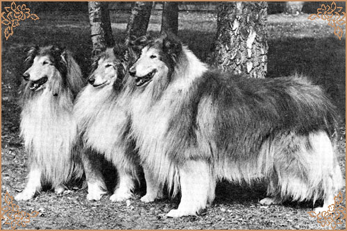 Pelido Angel Fingers, Crufts Winners