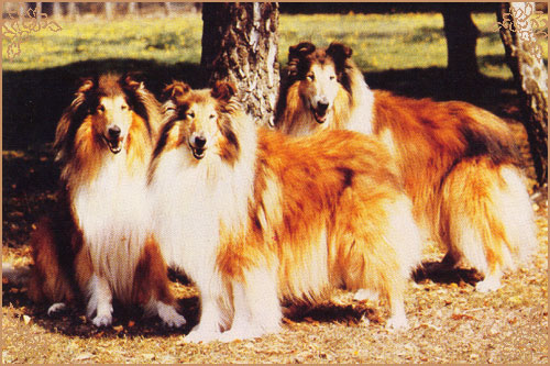 Pelido Angel Fingers, Crufts Winners