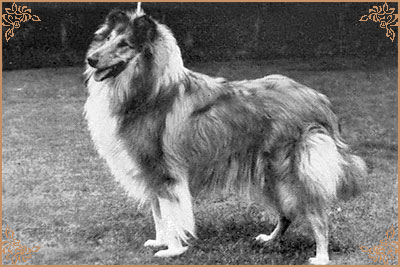 Pelido Angel Fingers, Crufts Winners