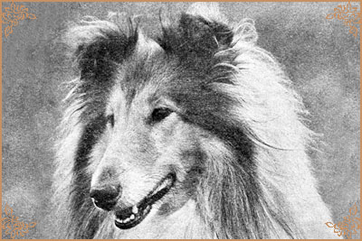Pelido Angel Fingers, Crufts Winners