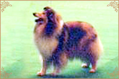 Peptide Lollipop, Crufts Winners