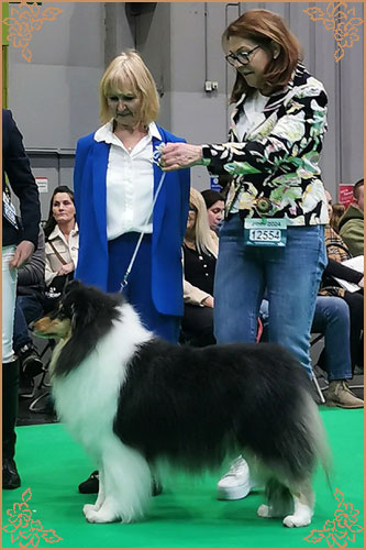 Phreelancer Phaith Hill, Crufts Winners