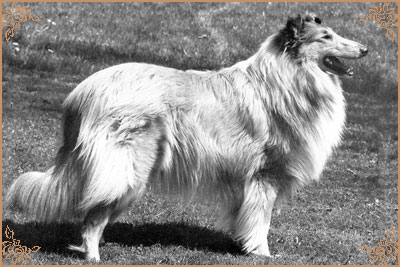 Queen von der Bachstelze