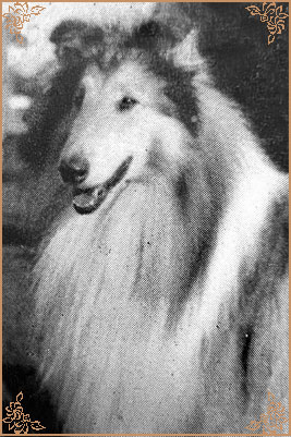 Rainpark Dandy Lion
