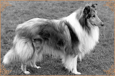 Rifflesea Ransom In Gold