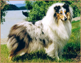 Rineweld Awantgarde at Sheewenna