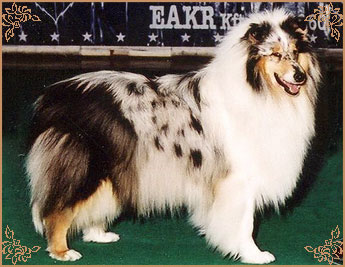 Rineweld Awantgarde at Sheewenna