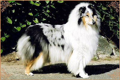 Rineweld Awantgarde at Sheewenna